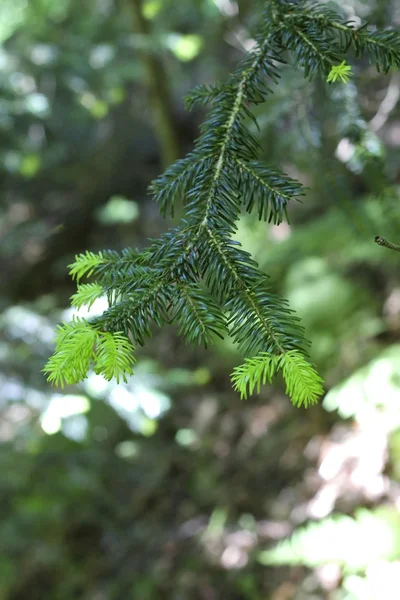 Nuevos pines verdes en las ramas de abeto —  Fotos de Stock