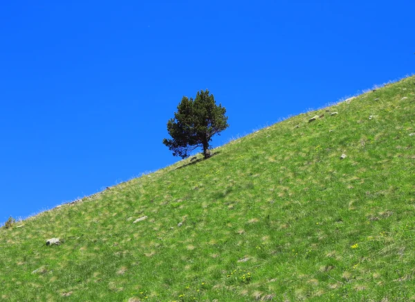 stock image Lonely tree growing on the slope of the mountain