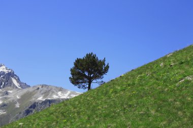 Yalnız ağaç büyüyen dağın yamacında