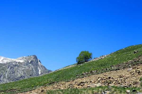 Ensamt träd växer på sluttningen av berget — Stockfoto