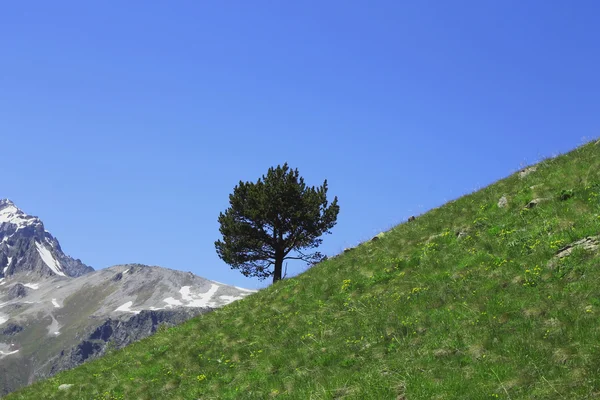 Árvore solitária crescendo na encosta da montanha — Fotografia de Stock