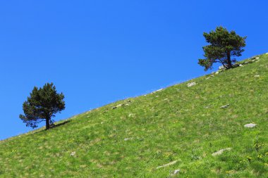 çifti yalnız ağaçlar büyüyen dağ