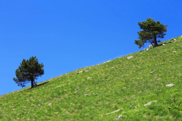 stock image Pair lonely trees growing on the of the mountain