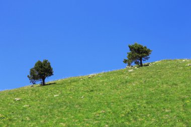 dağın yamacında büyüyen çifti yalnız ağaçlar