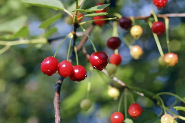 Red cherries with a drops after rain — Stock Photo, Image