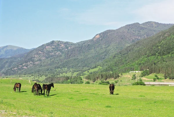 Лошади на лугу едят траву. — стоковое фото