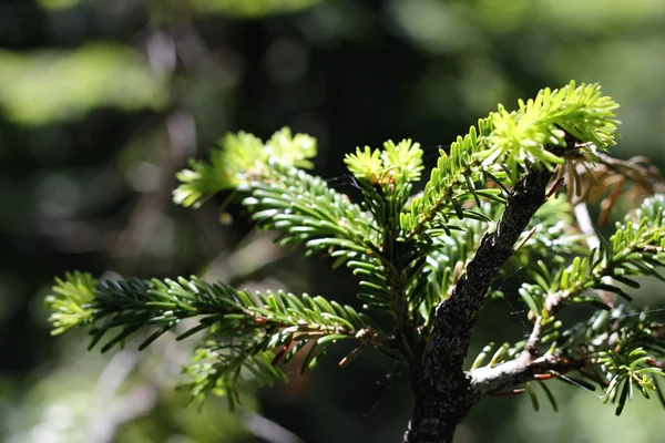Nuevos pines verdes de la rama de abeto —  Fotos de Stock