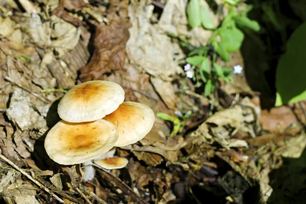 I funghi che crescono nella foresta estiva — Foto Stock