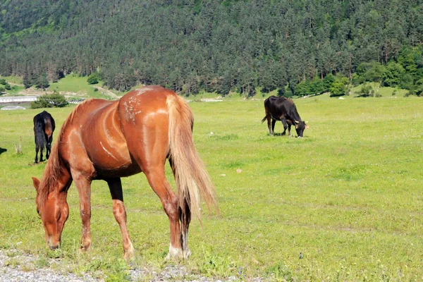 Cavalos no prado comem a grama — Fotografia de Stock