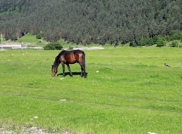 Les chevaux dans la prairie mangent l'herbe — Photo