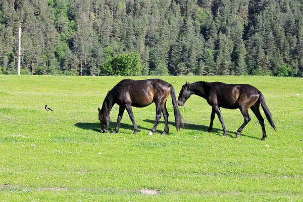 Cavalos no prado comem a grama — Fotografia de Stock