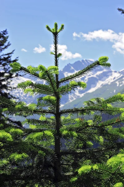 Novos pinos verdes do ramo de abeto — Fotografia de Stock
