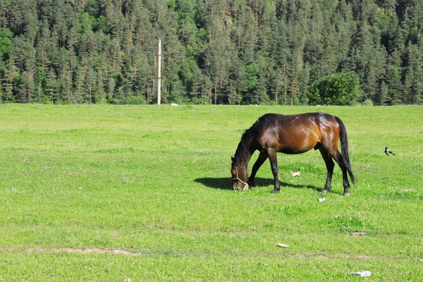 Hästar på ängen äter gräset — Stockfoto