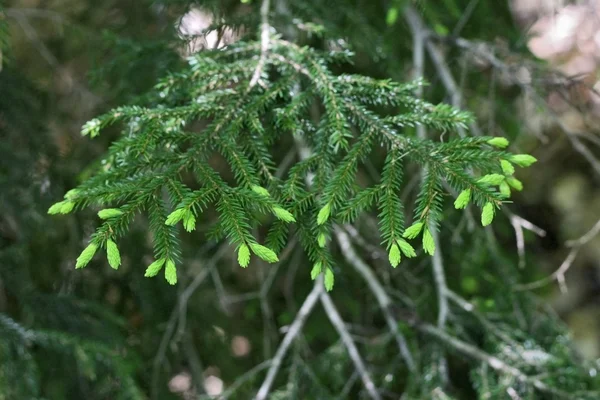 Nuevos pines verdes de la rama de abeto —  Fotos de Stock