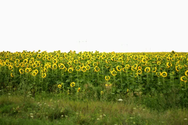 Szerokie pole słoneczników. landsape lato — Zdjęcie stockowe
