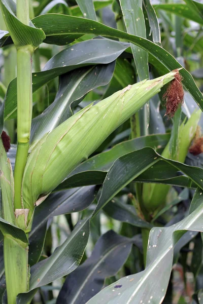 stock image Corn field ready for harvest. Summertime plantation