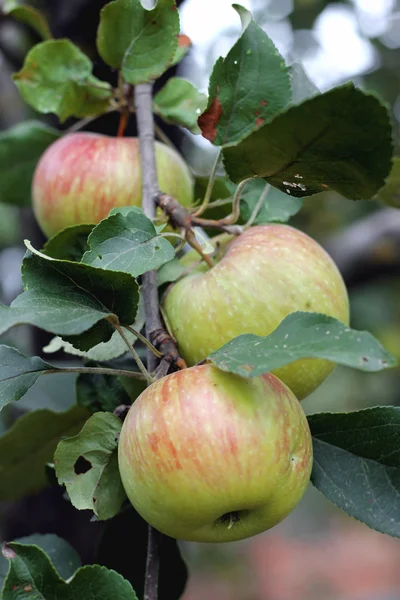 stock image Green And Red Apple Hanging On Tree