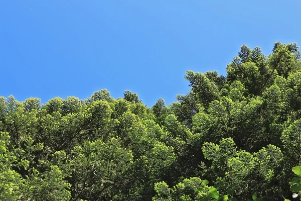 Nuevos pines verdes de la rama de abeto — Foto de Stock