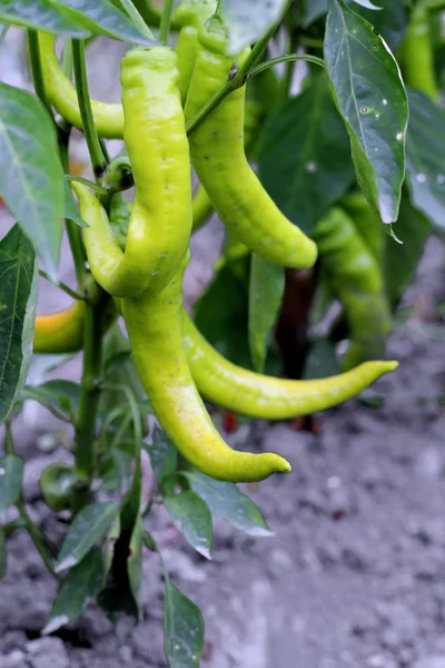 Hot green pepper growing. A new harvest — Stock Photo, Image