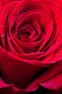 Red rose close up clipart