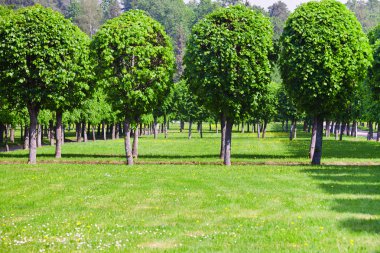 Green lawn and row of trees clipart