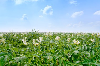 Flowers of potato plant clipart