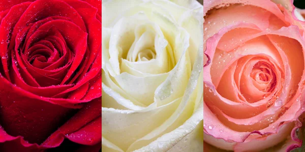 Τα τρία είδη των τριαντάφυλλων με σταγόνες βροχής — Φωτογραφία Αρχείου