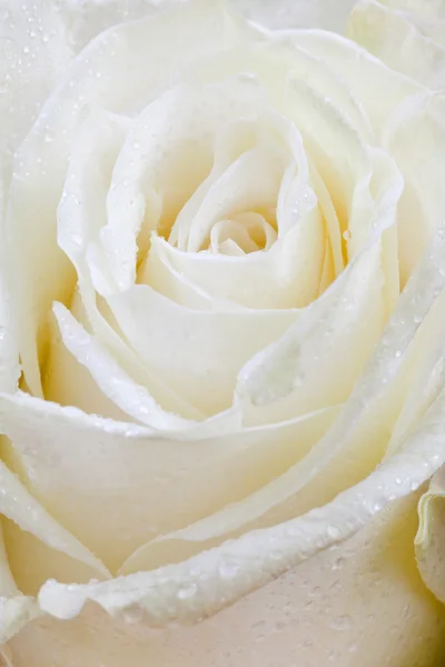 Fresh wet white rose — Stock Photo, Image