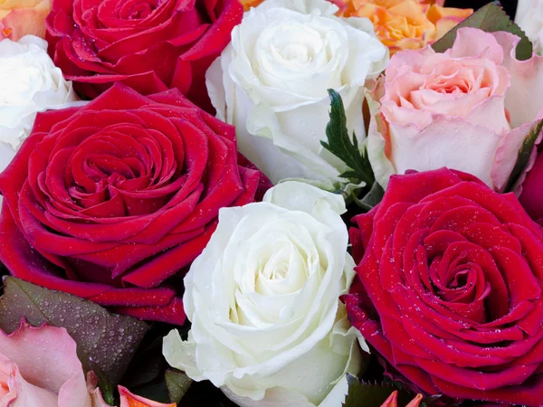 Verschillende veel-gekleurde rozen — Stockfoto
