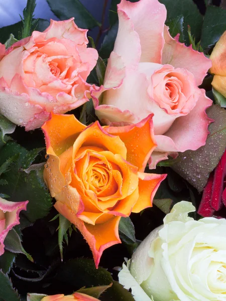 Muitas rosas coloridas com gotas de chuva — Fotografia de Stock