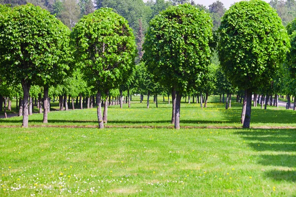 Stock image Green lawn and row of trees