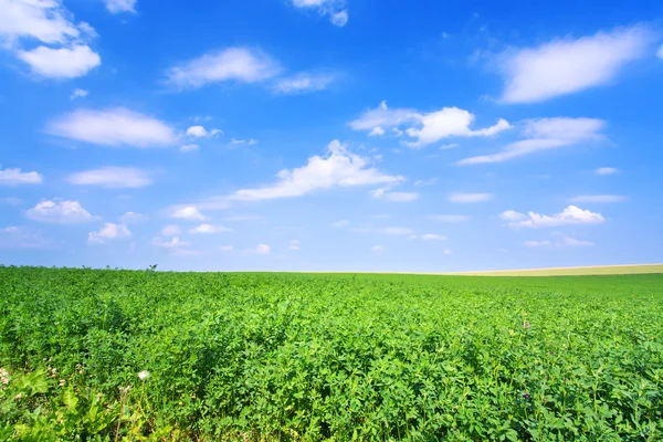 Campo de alfalfa verde cielo azul —  Fotos de Stock