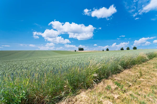 Country wheat field — Stock Photo, Image