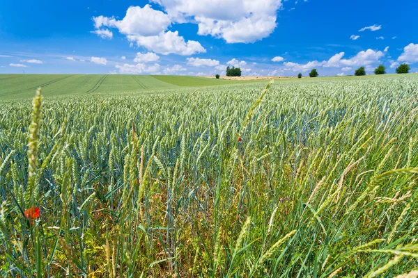 Summer country field — Stock Photo, Image