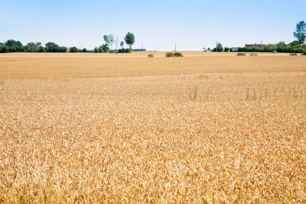 Campo de trigo amarillo —  Fotos de Stock