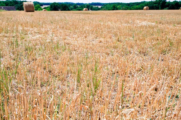 Straw field — Stock Photo, Image