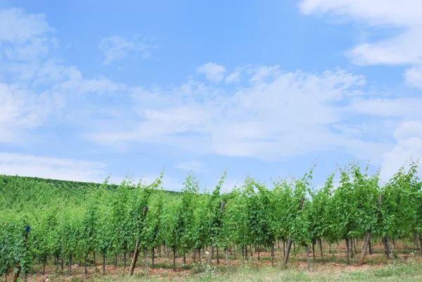 Vineyard in Alsace — Stock Photo, Image