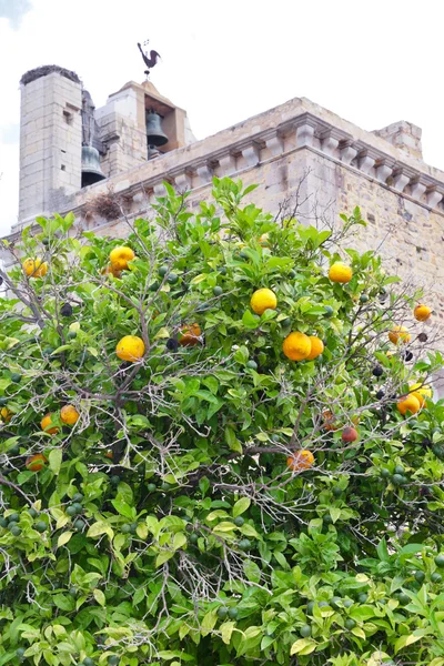 Árbol de mandarina en la ciudad Faro — Foto de Stock