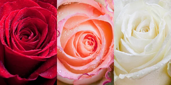 Stock image Three sorts of roses with raindrops