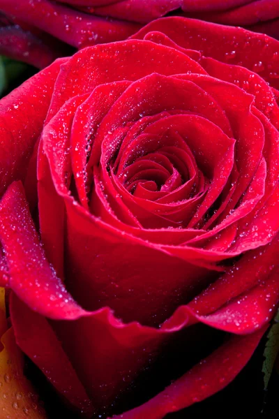 Red rose close up — Stock Photo, Image