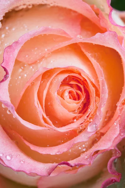 Roze roos close up — Stockfoto
