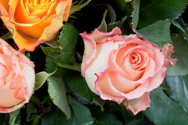 Три свежих розы — стоковое фото