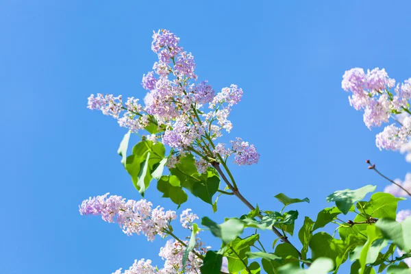 stock image Branch of lilac blossom