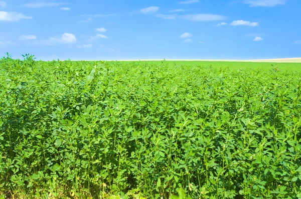 Зелене поле люцерни блакитне небо — стокове фото