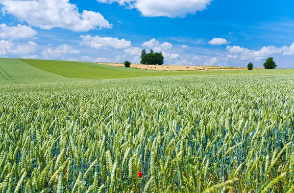 Summer country landscape — Stock Photo, Image