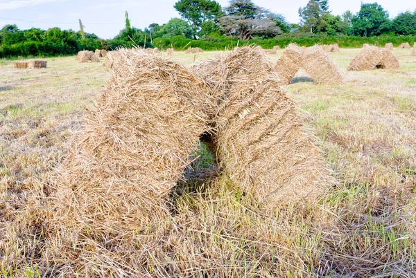 Alandaki saman yığını — Stok fotoğraf