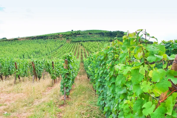 Vignoble en Alsace — Photo