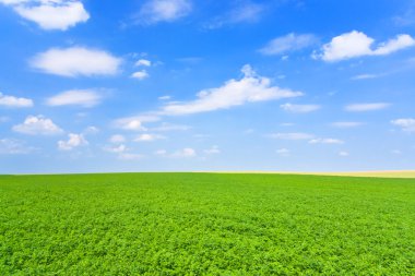 Green lucerne field blue sky clipart