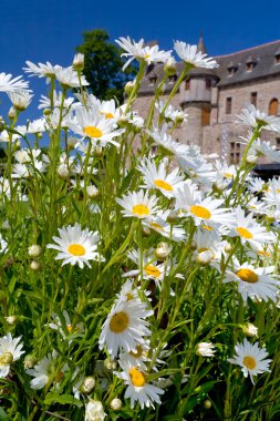 White camomiles near medieval chateau clipart