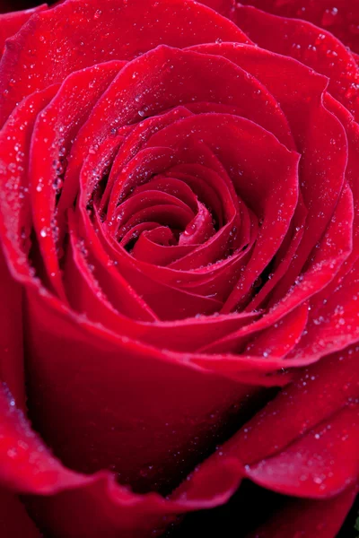 赤いバラが近づいてきた — ストック写真